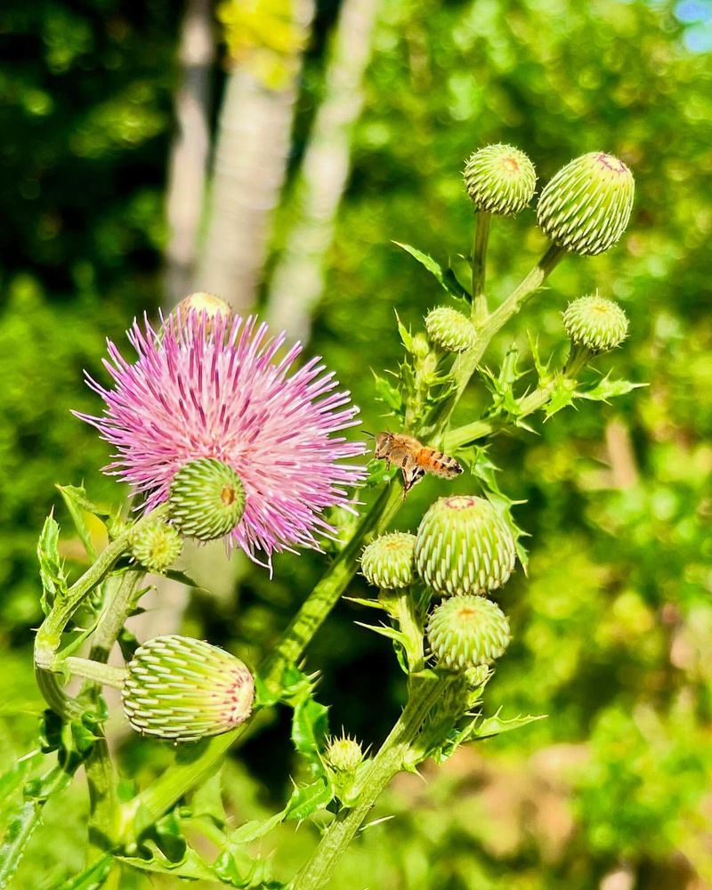 Violet Thistle