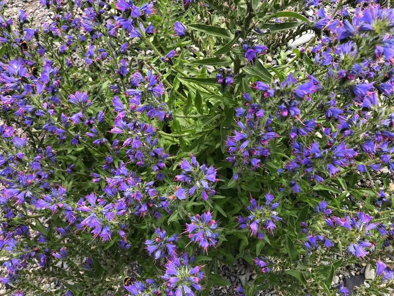 Viper’s Bugloss