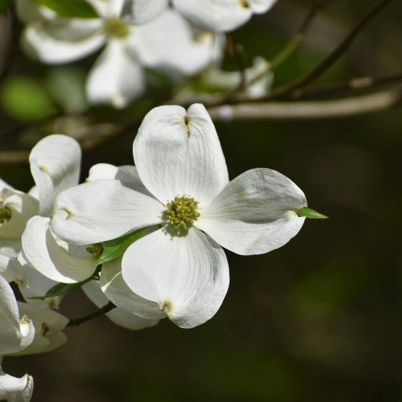 Virginia: American Dogwood