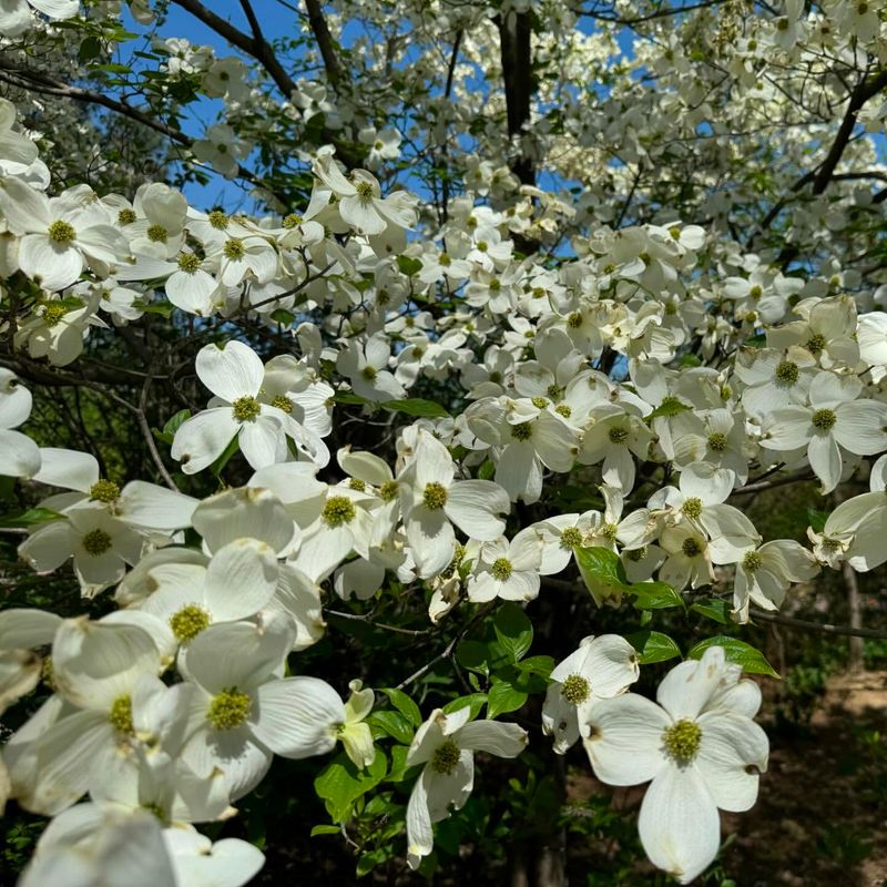 Virginia - American Dogwood