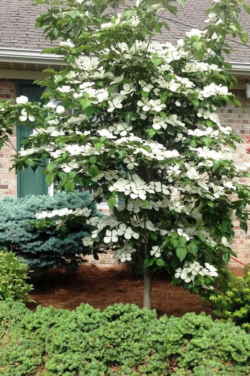 Virginia - American Dogwood