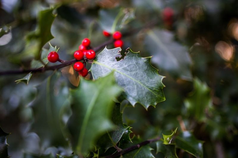 Virginia: American Holly