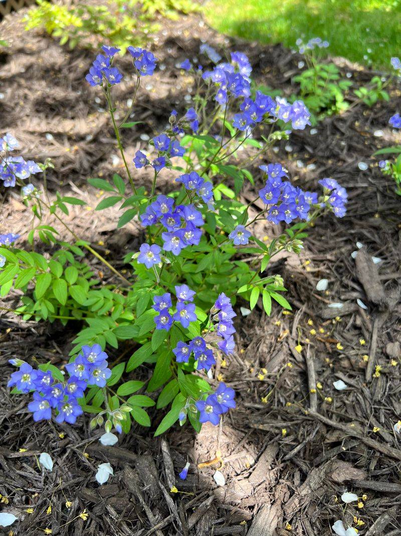 Virginia Bluebells