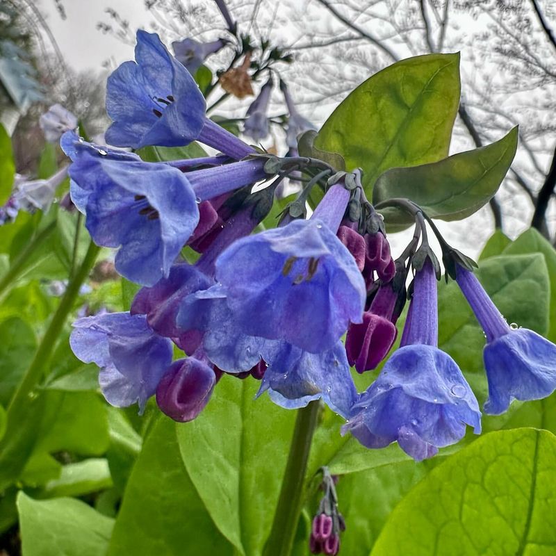 Virginia Bluebells