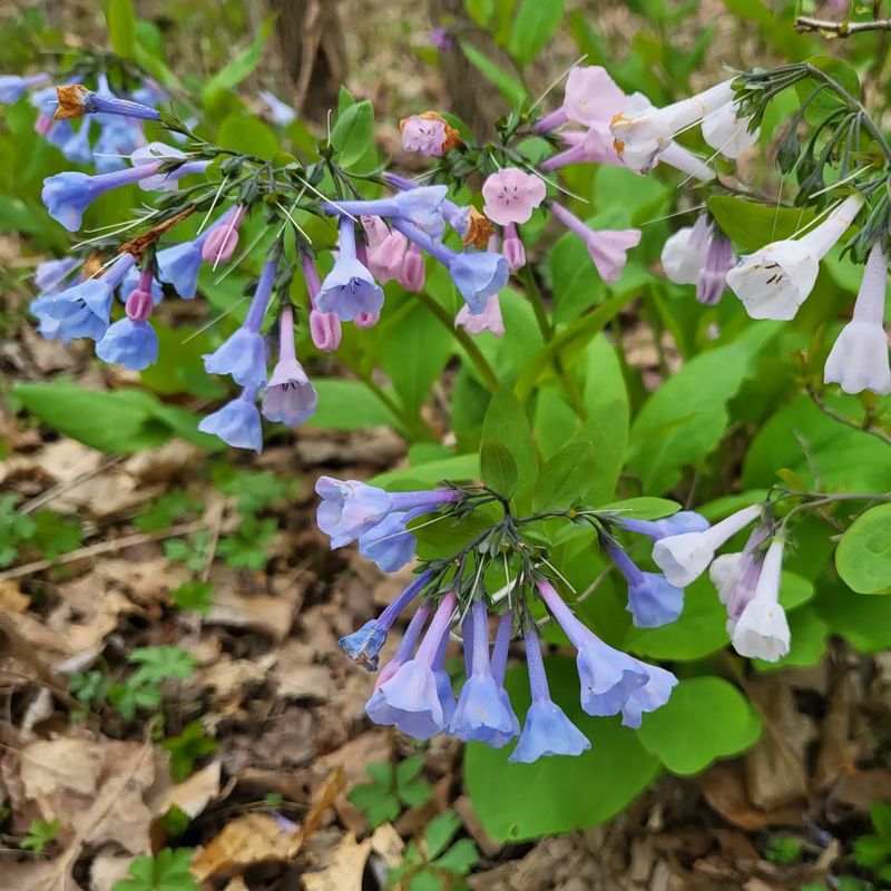 Virginia Bluebells