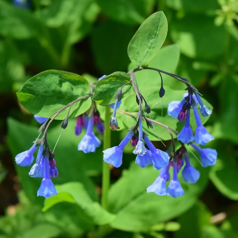 Virginia Bluebells