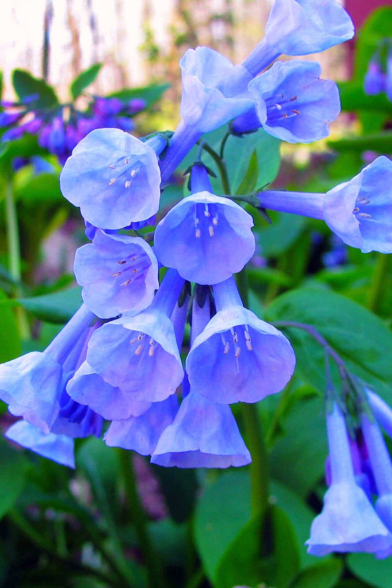 Virginia Bluebells