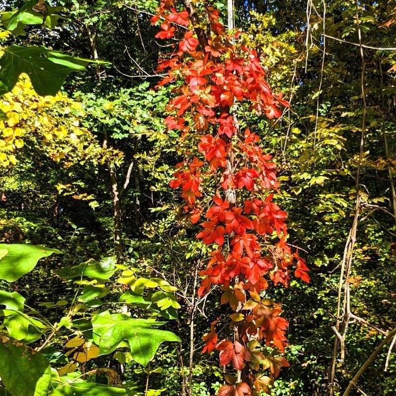 Virginia Creeper