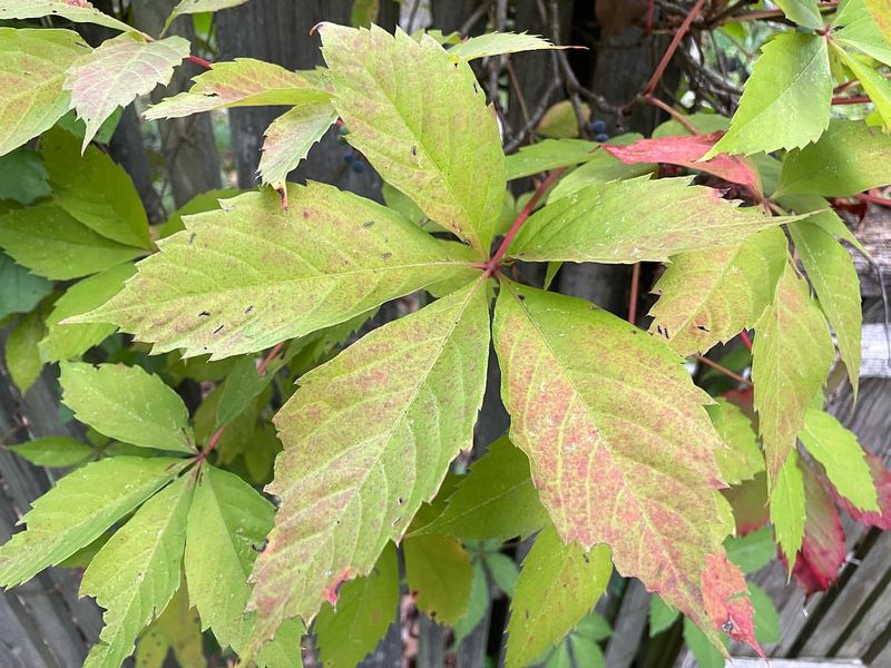 Virginia Creeper