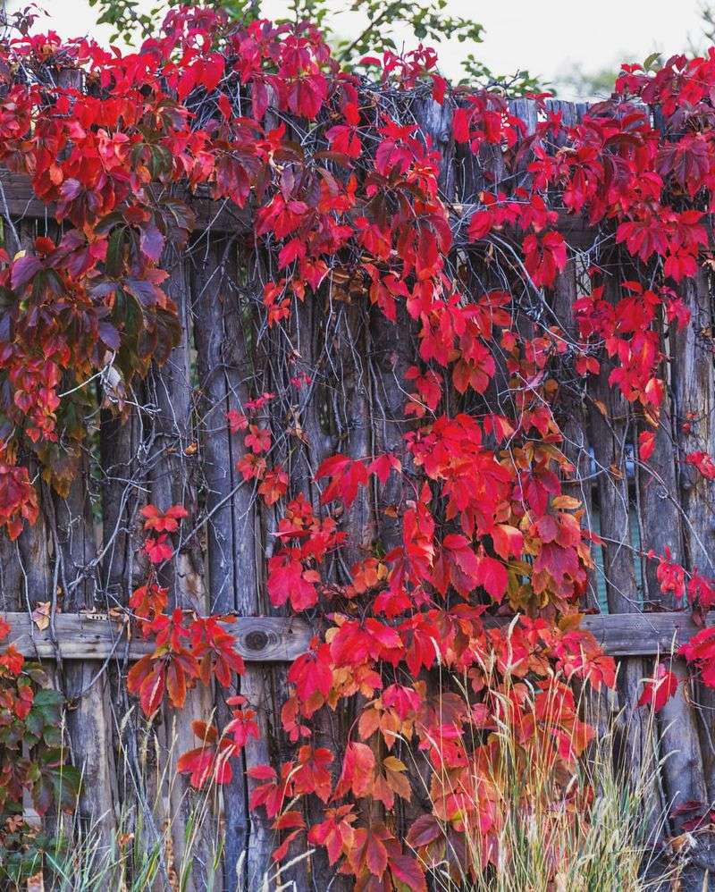 Virginia Creeper