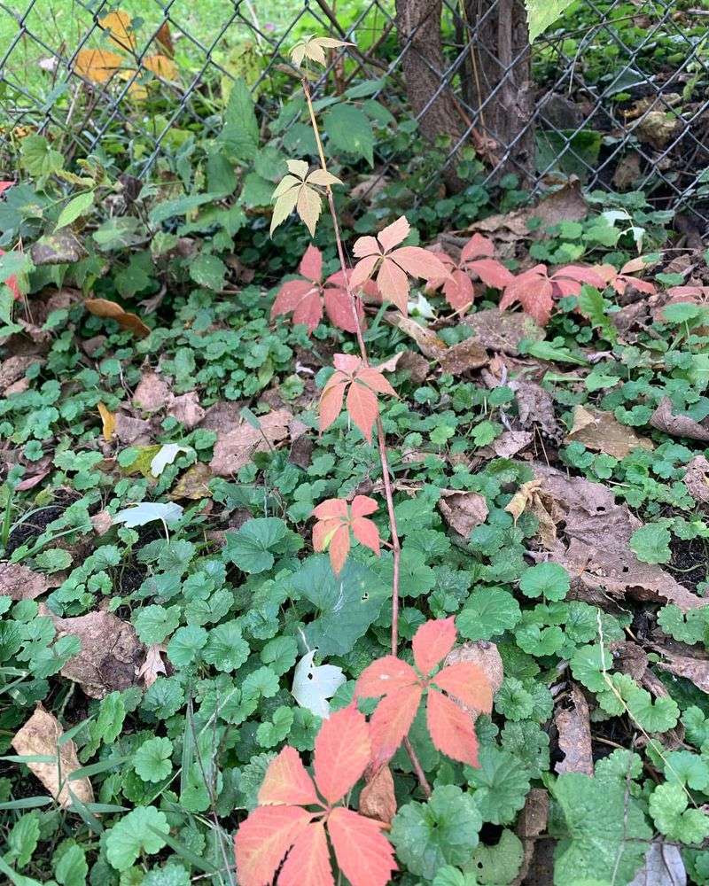 Virginia Creeper