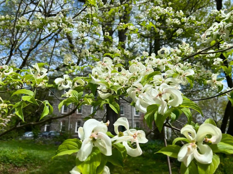 Virginia - Flowering Dogwood