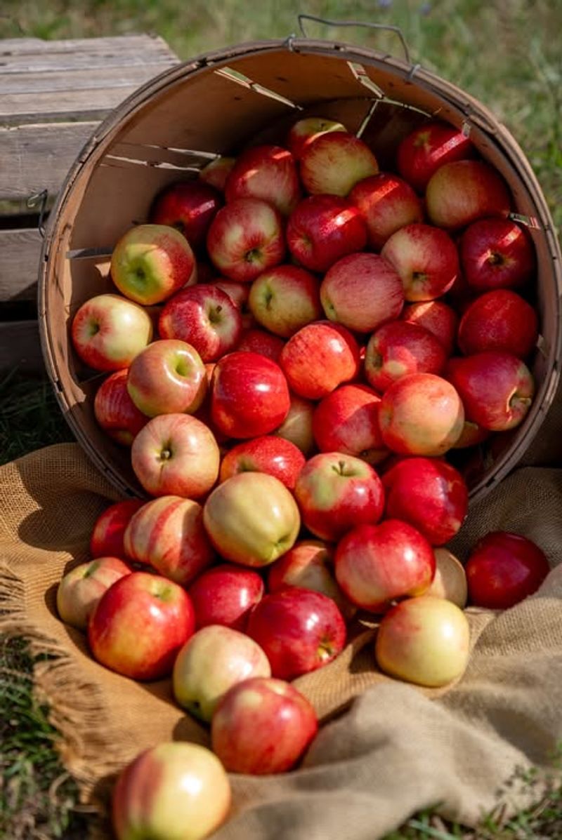 Virginia: Gala Apple