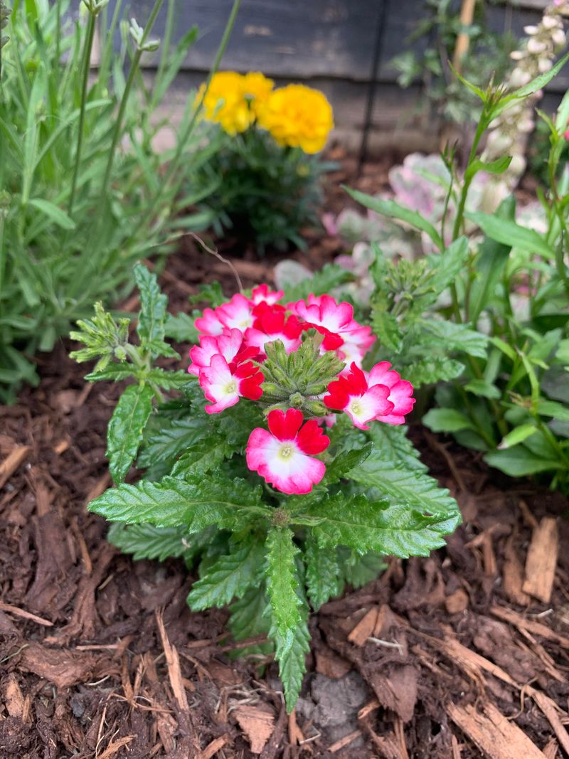 Vivid Verbena