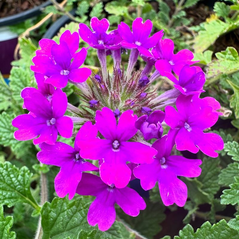 Vivid Verbena