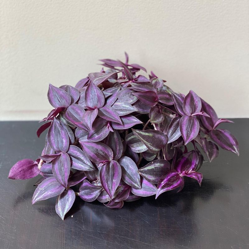 Wandering Jew (Tradescantia zebrina)