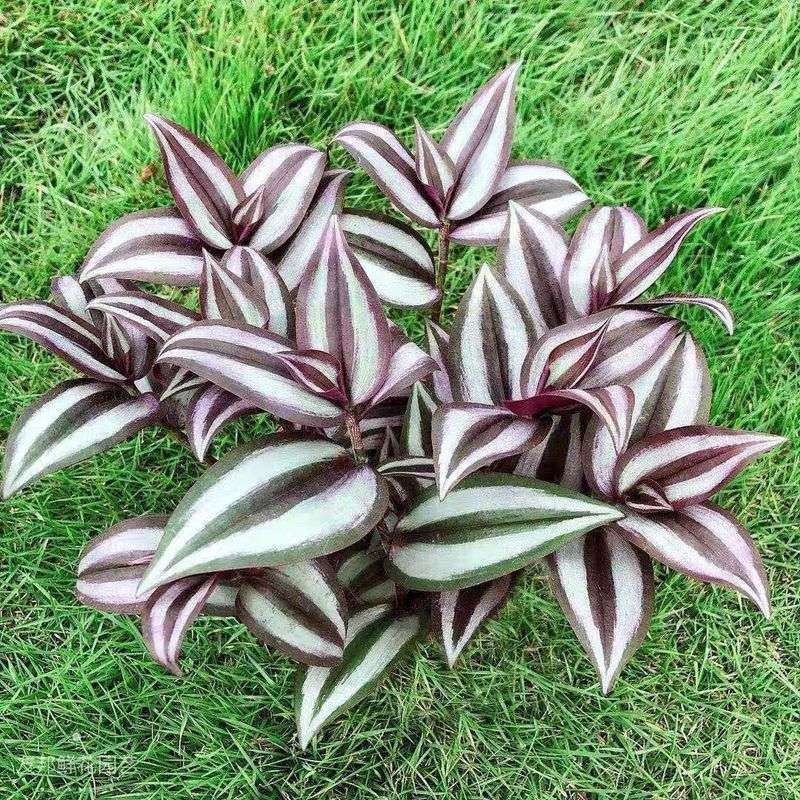 Wandering Jew (Tradescantia zebrina)