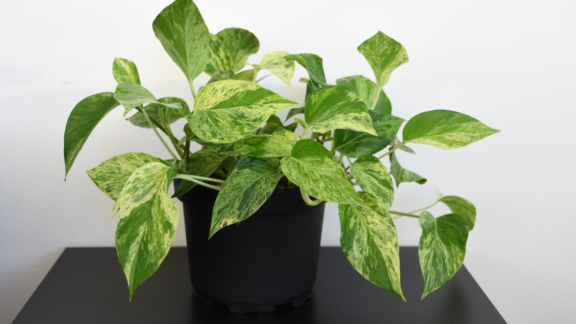 Want Lush, Healthy Pothos Vines? Try These 25 Expert Growing Tips