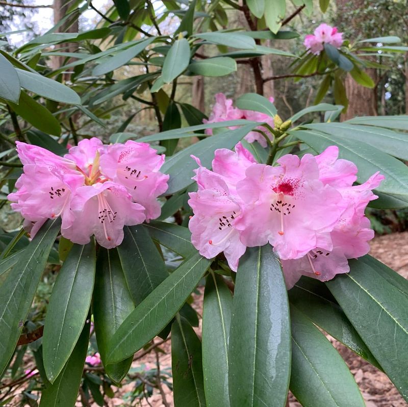 Washington: Coast Rhododendron