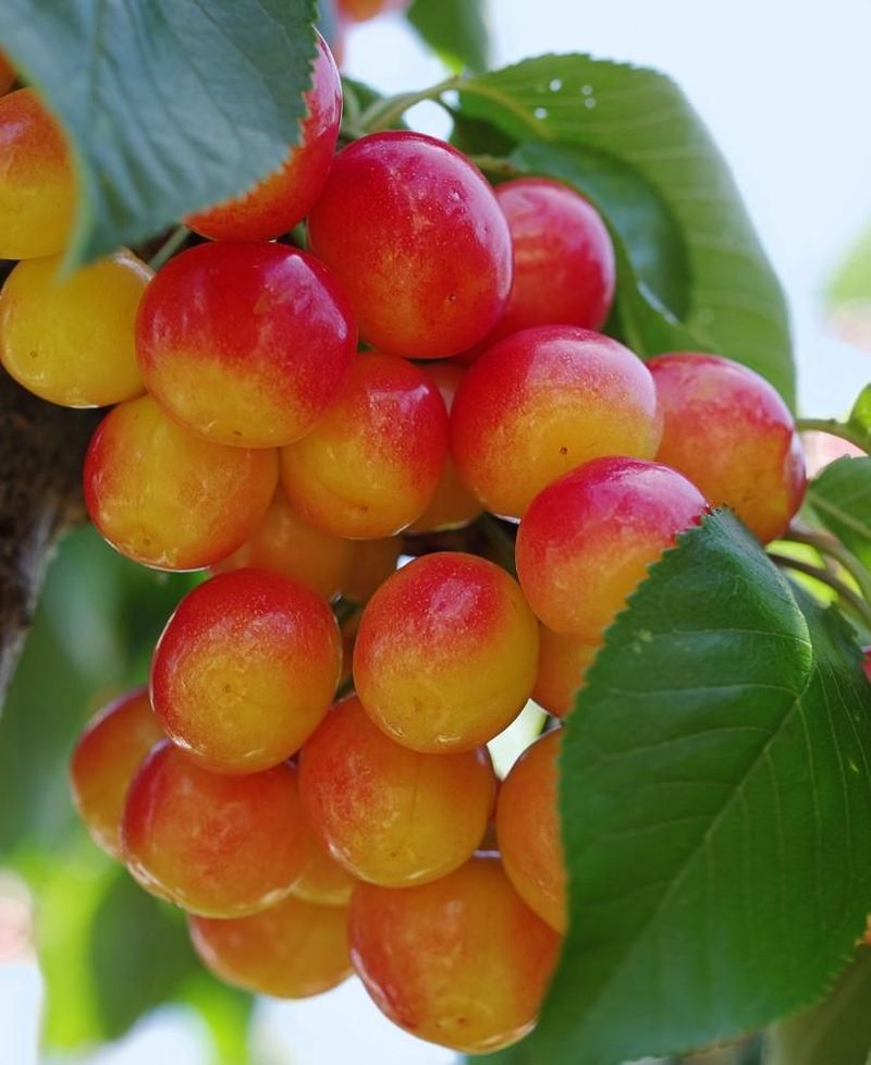 Washington: Rainier Cherry