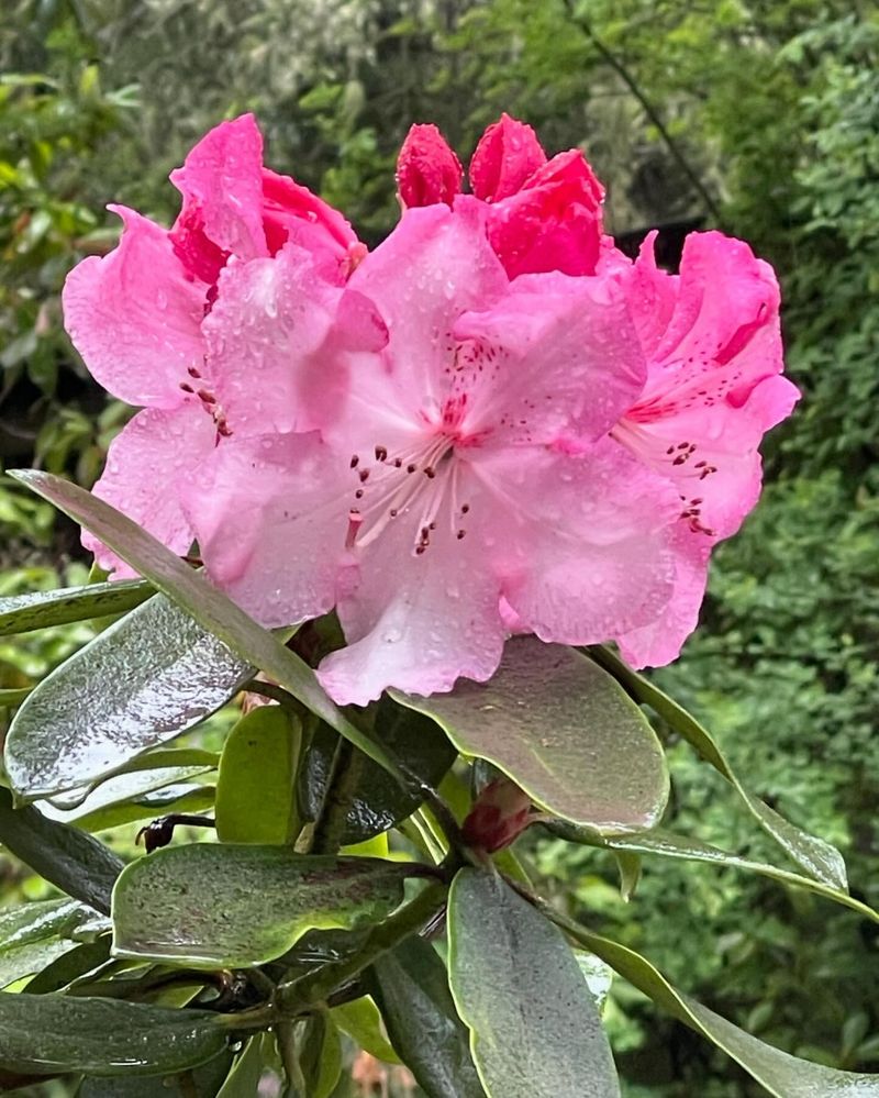 Washington - Rhododendron