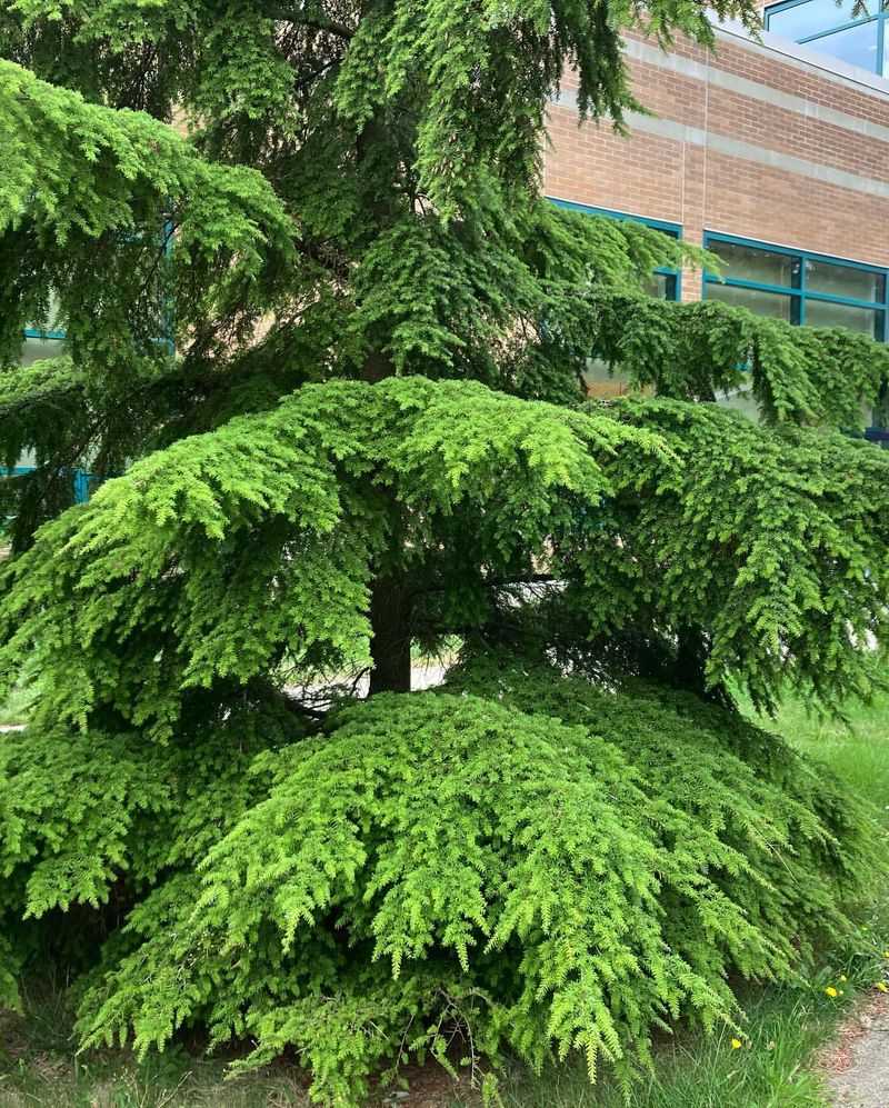 Washington: Western Hemlock