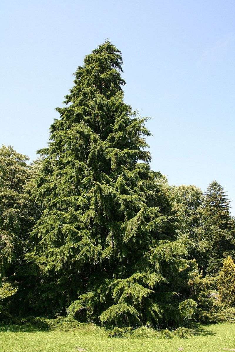 Washington - Western Hemlock