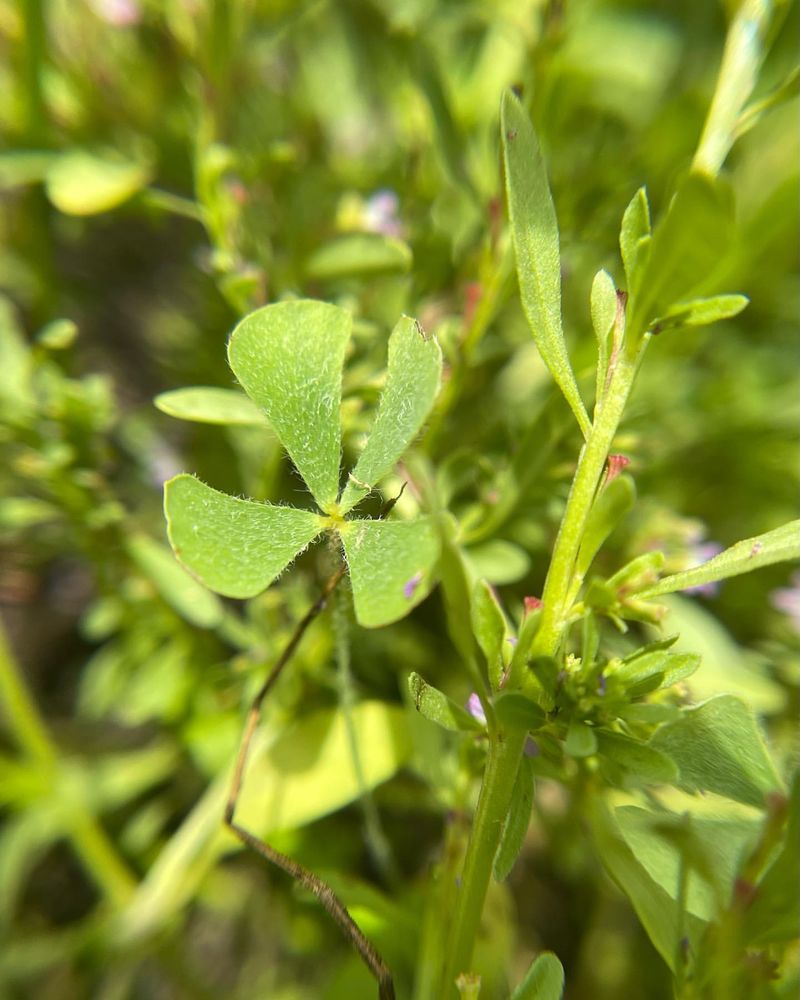 Water Clover