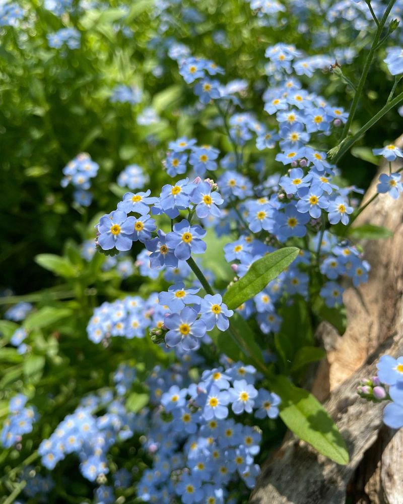 Water Forget-Me-Not