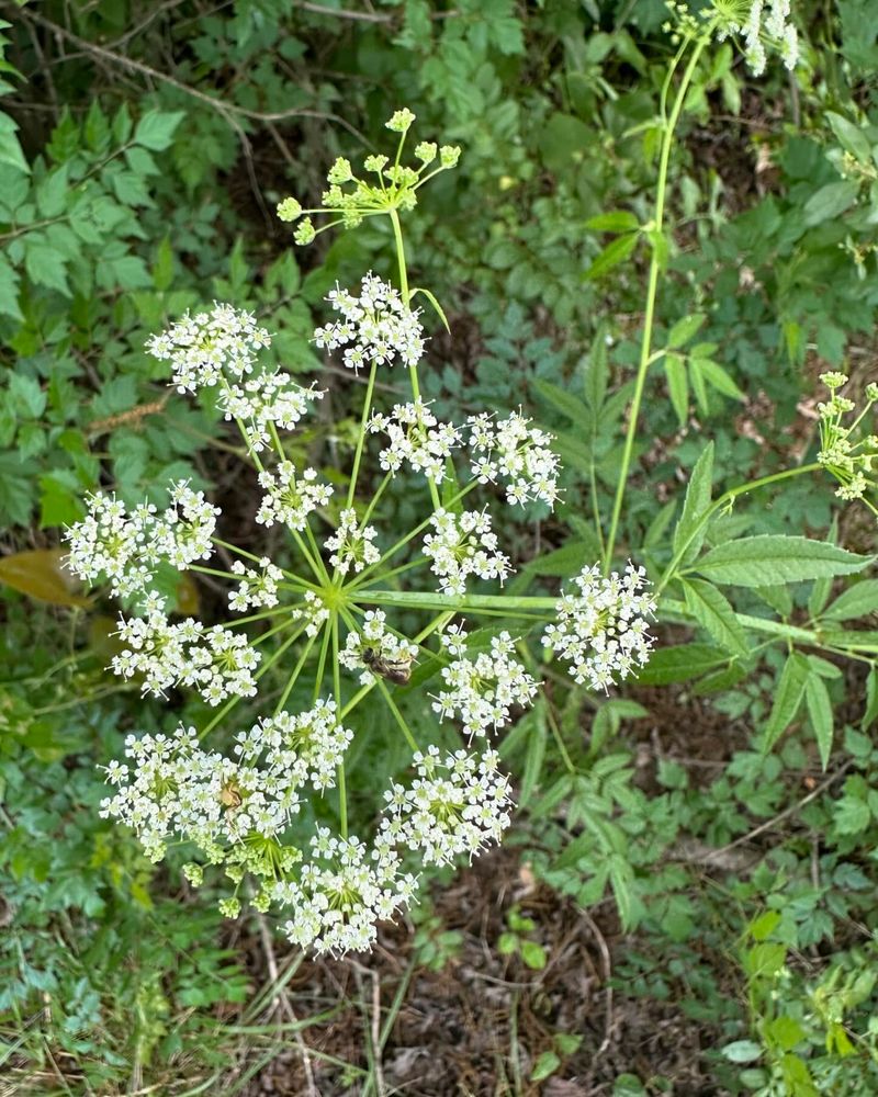 Water Hemlock