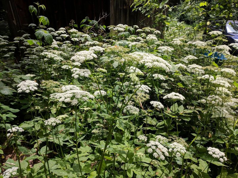 Water Hemlock