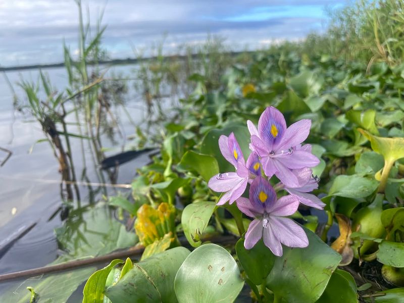 Water Hyacinth