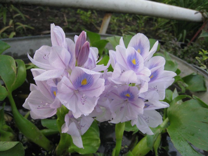 Water Hyacinth