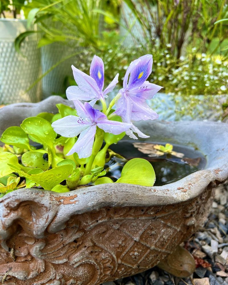 Water Hyacinth