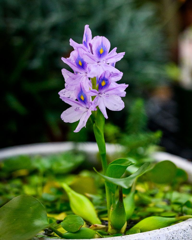 Water Hyacinth