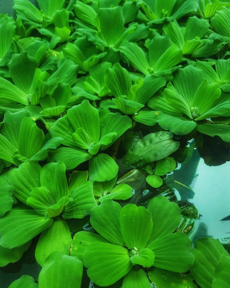 Water Lettuce