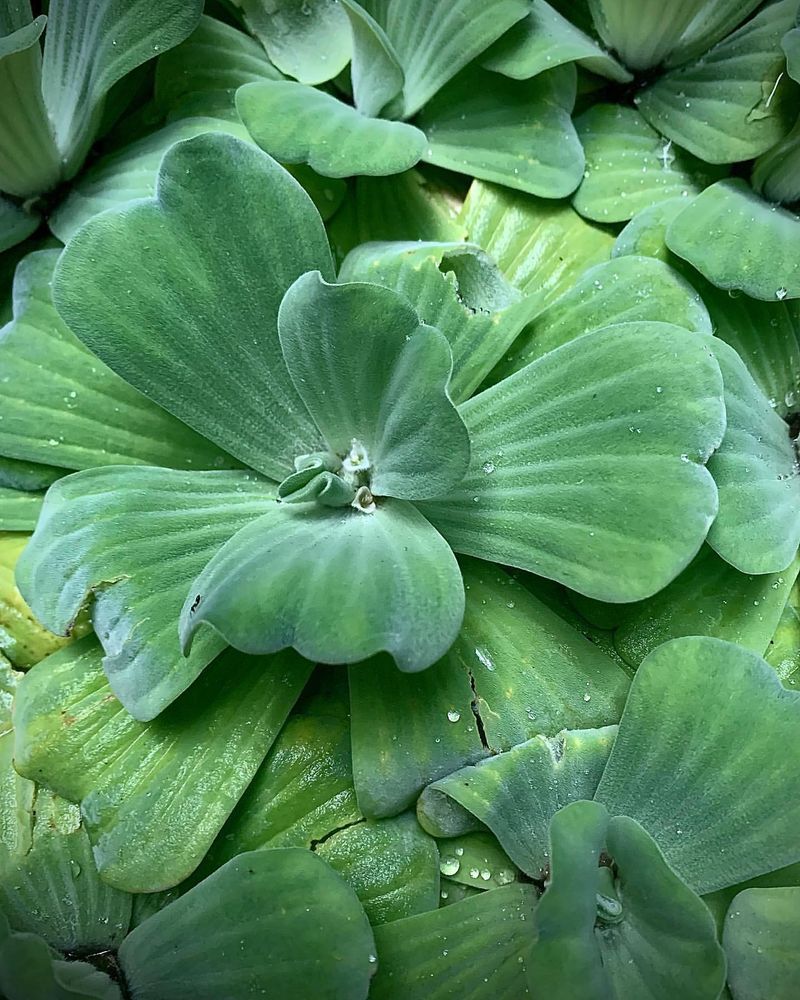 Water Lettuce