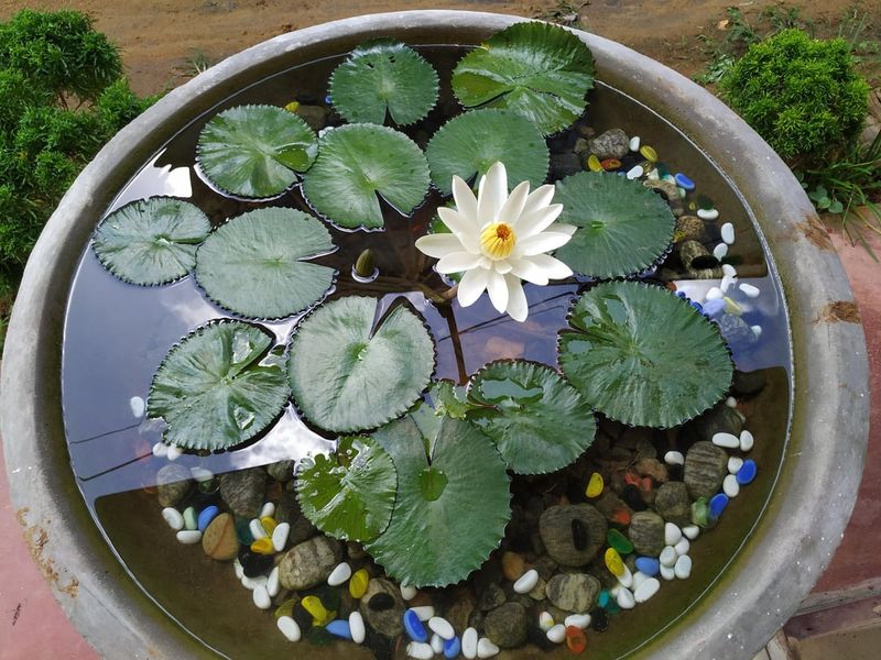 Water Lilies Pond