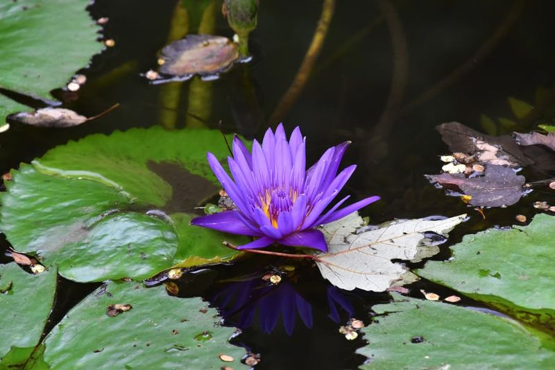 Water Lily