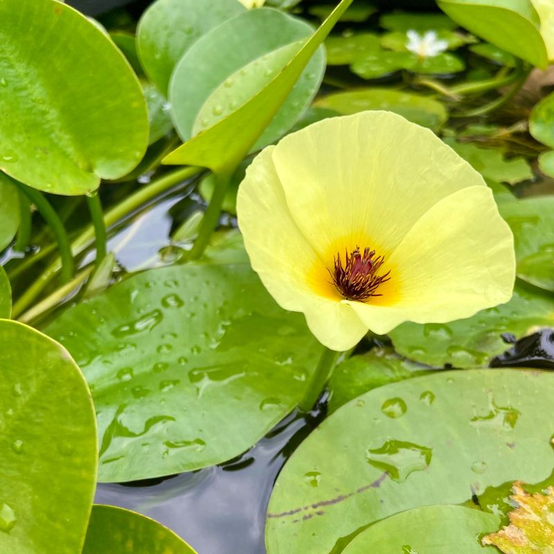 Water Poppy