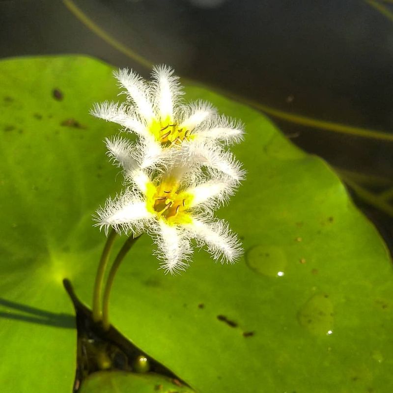 Water Snowflake