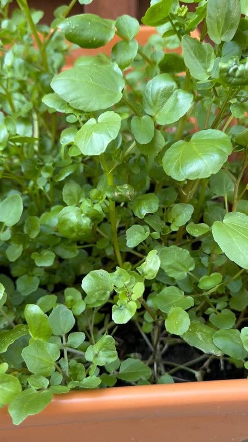 Watercress