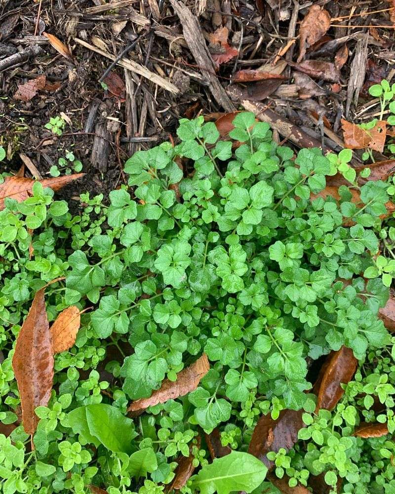 Watercress