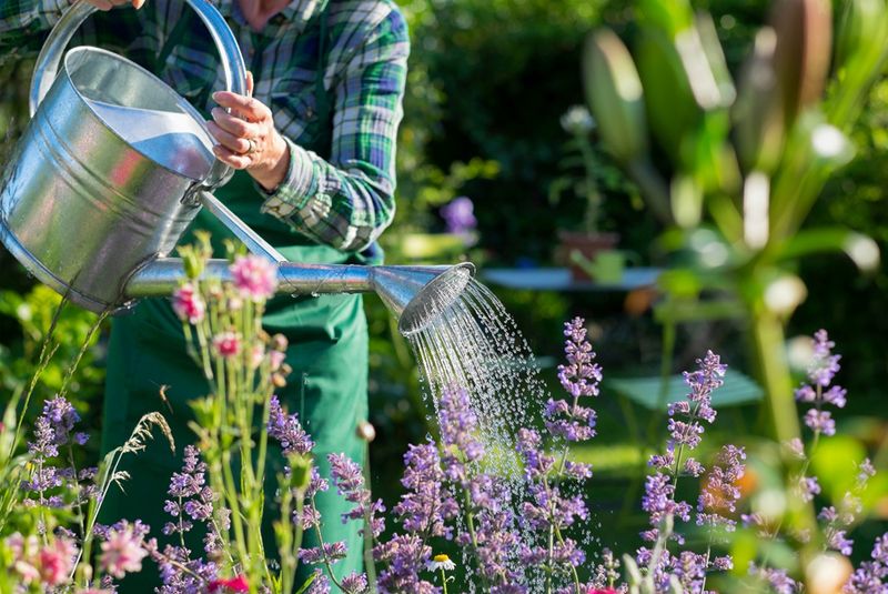 Watering Wisely