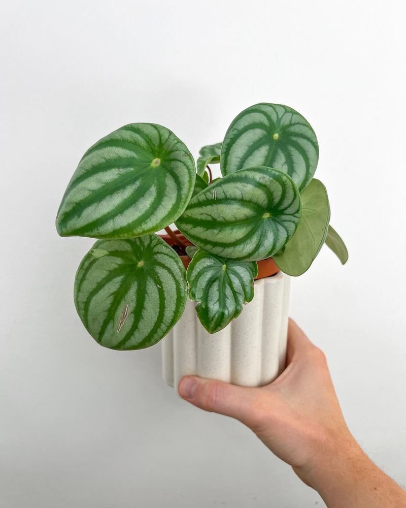 Watermelon Peperomia