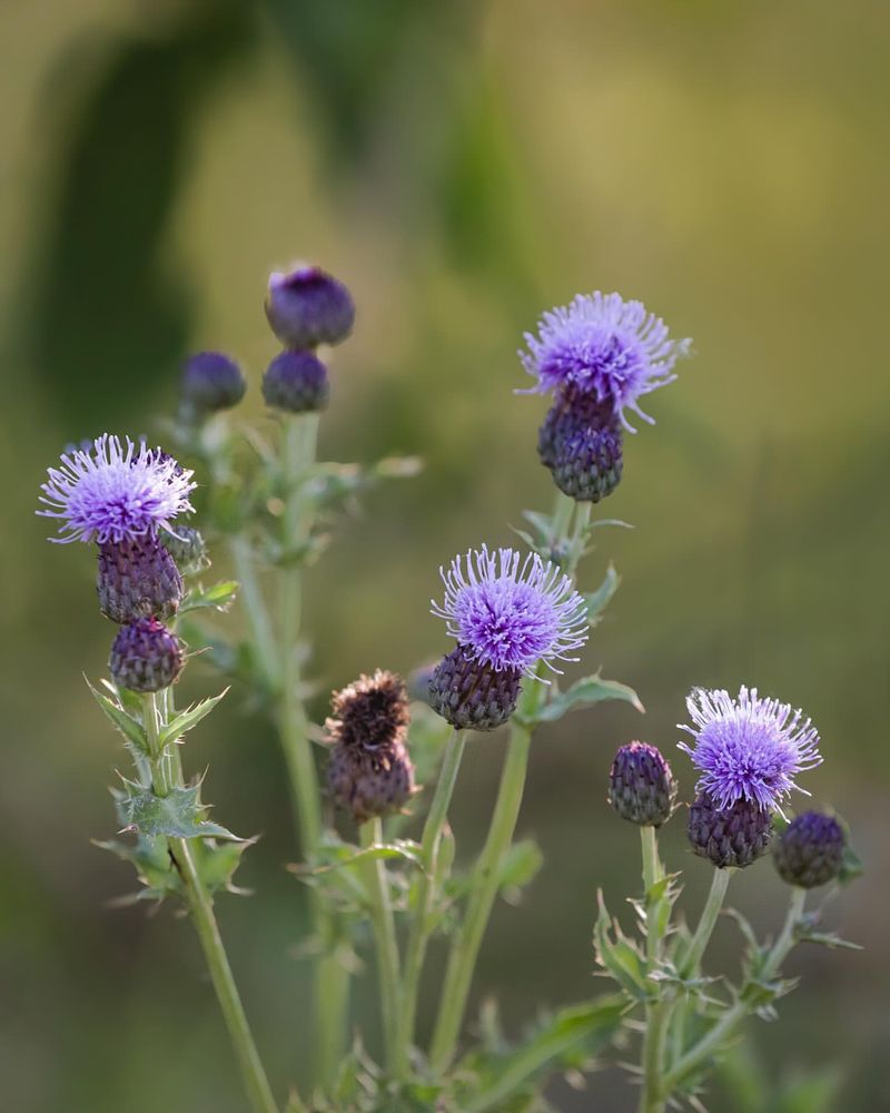 Wavyleaf Thistle