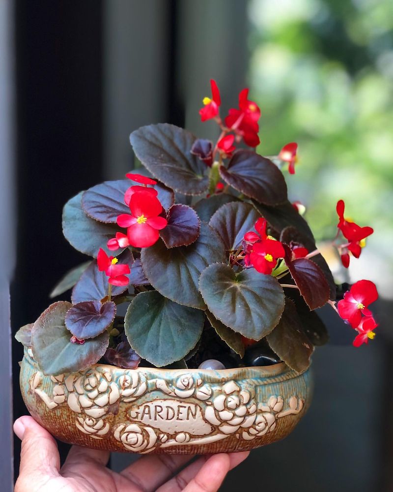 Wax Begonia