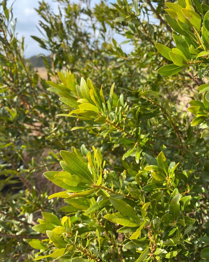 Wax Myrtle