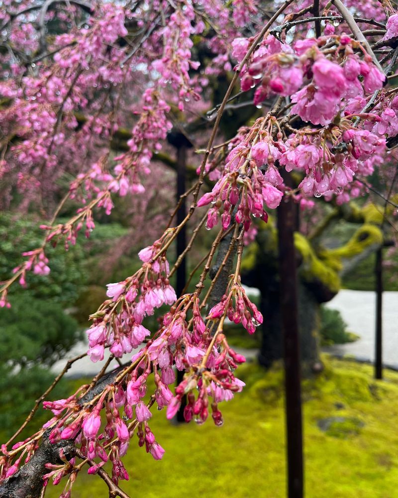 Weeping Cherry