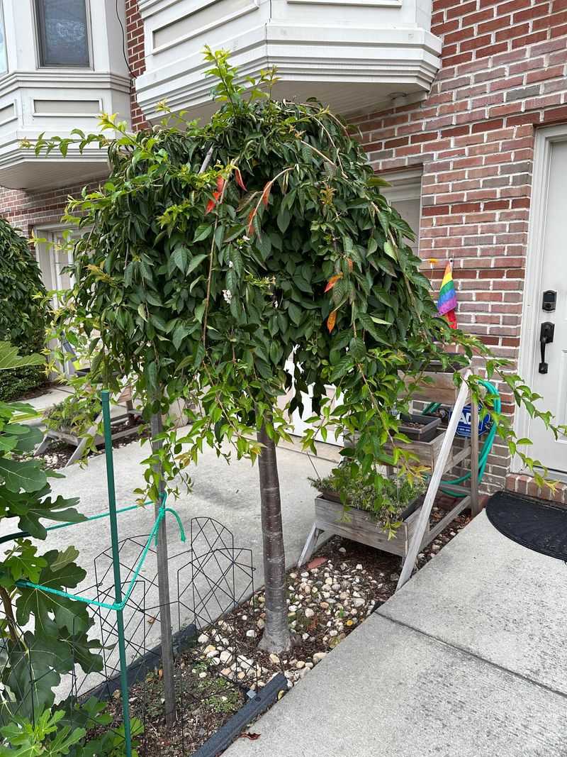 Weeping Cherry Tree